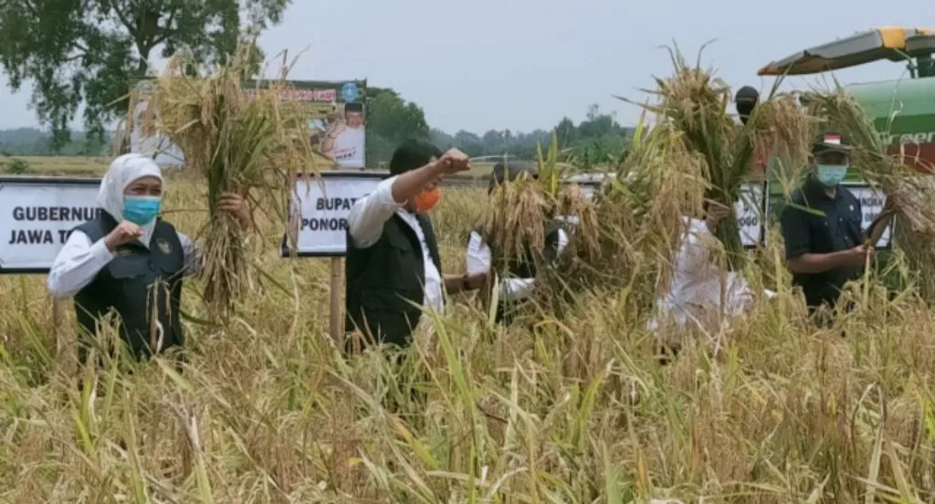 Harga Gabah Anjlok, DPRD Ponorogo Desak Pemprov Jatim dan Pemkab Stabilkan