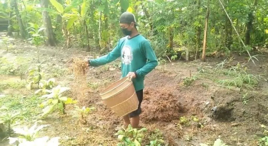 3 Ton Tembako Rajang Rusak, Petani di Ponorogo Pilih Buang ke Kebun