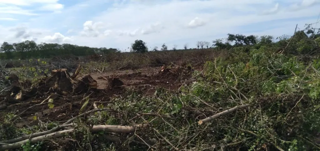 Demi Kepentingan Proyek GRR, 40 Ribu Pohon Harus Ditebang