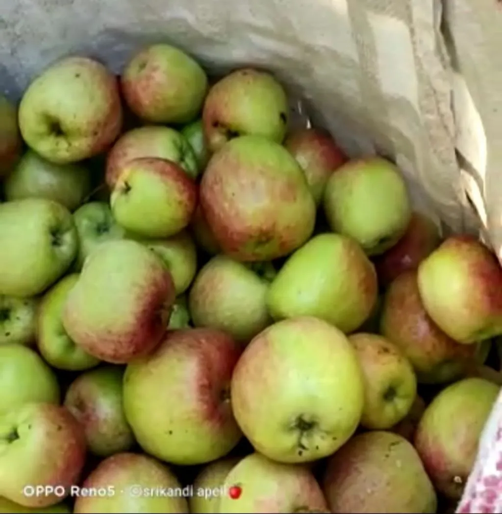 Petani Apel Menjerit, Hasil Panen Tak Sesuai Harapan