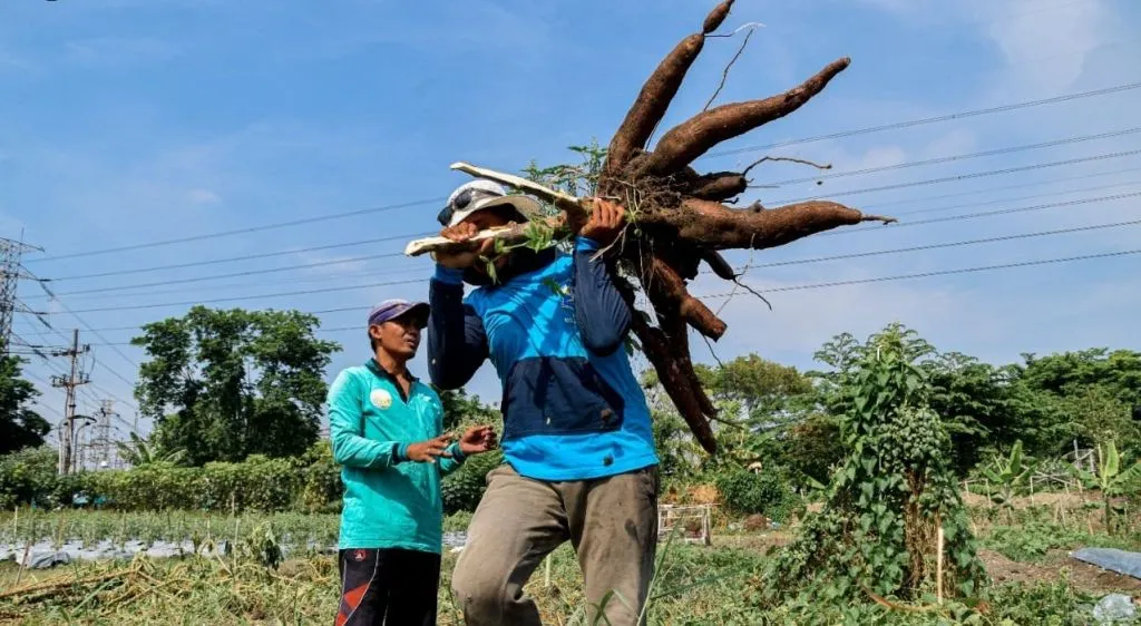 DKPP Surabaya Panen 1,4 Ton Ketela Pohon dari Hasil Budidaya Lahan Kosong