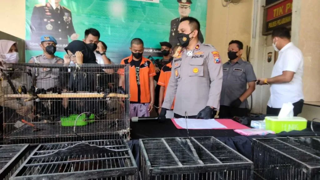 Jual Burung Dilindungi tanpa Izin, Dua Pria Asal Madiun dan Lamongan Ditangkap