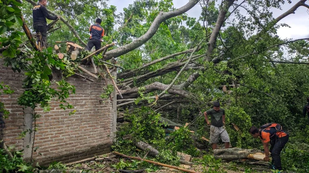 Diterjang Puting Beliung, Pohon Raksasa Timpa 3 Rumah di Ponorogo