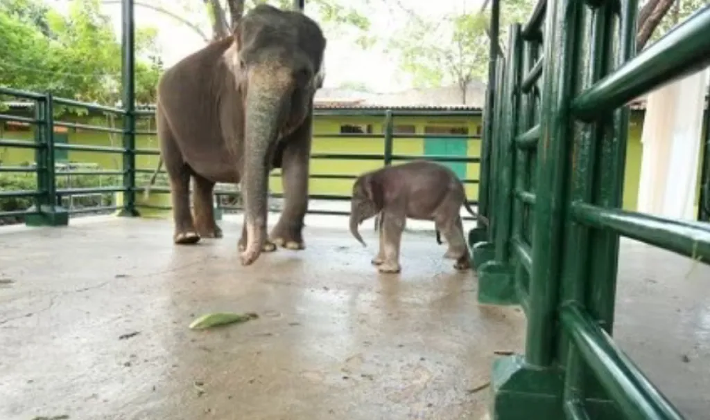Anak Gajah di KBS Mati, Pecinta Satwa: Kenapa Ditutup-tutupi, Bisa Dipidanakan Lho!