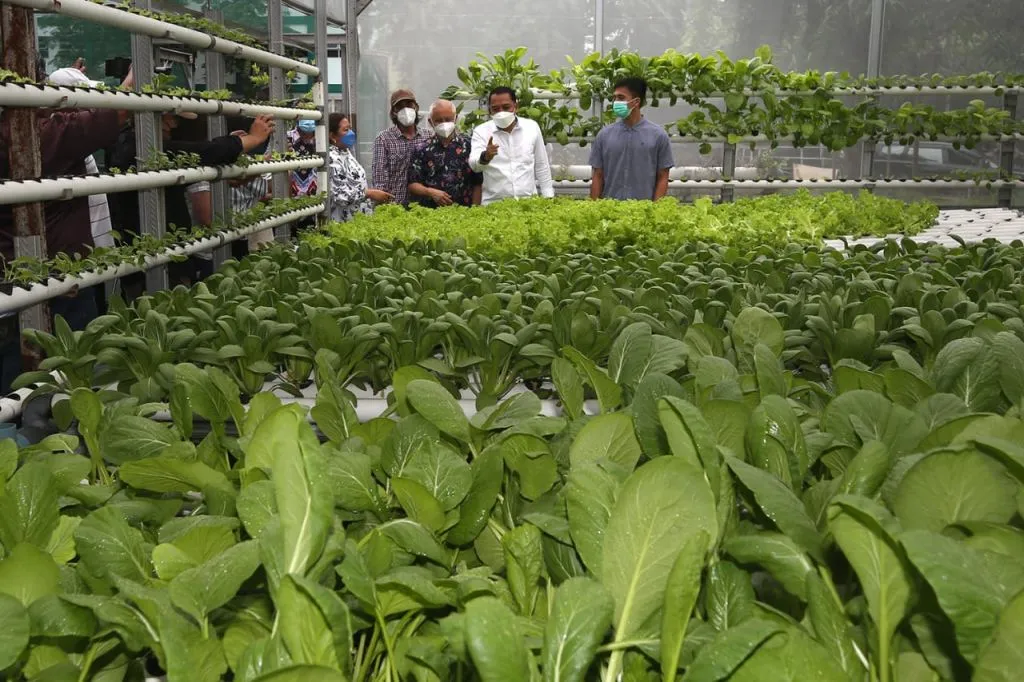 Tingkatkan Kualitas Urban Farming, Pemkot Surabaya Kolaborasi dengan Perguruan Tinggi