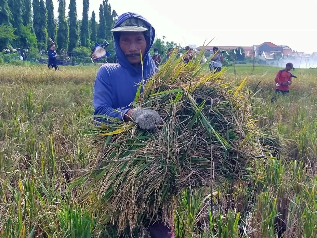 Petani Kedurus Surabaya Panen Beras Merah