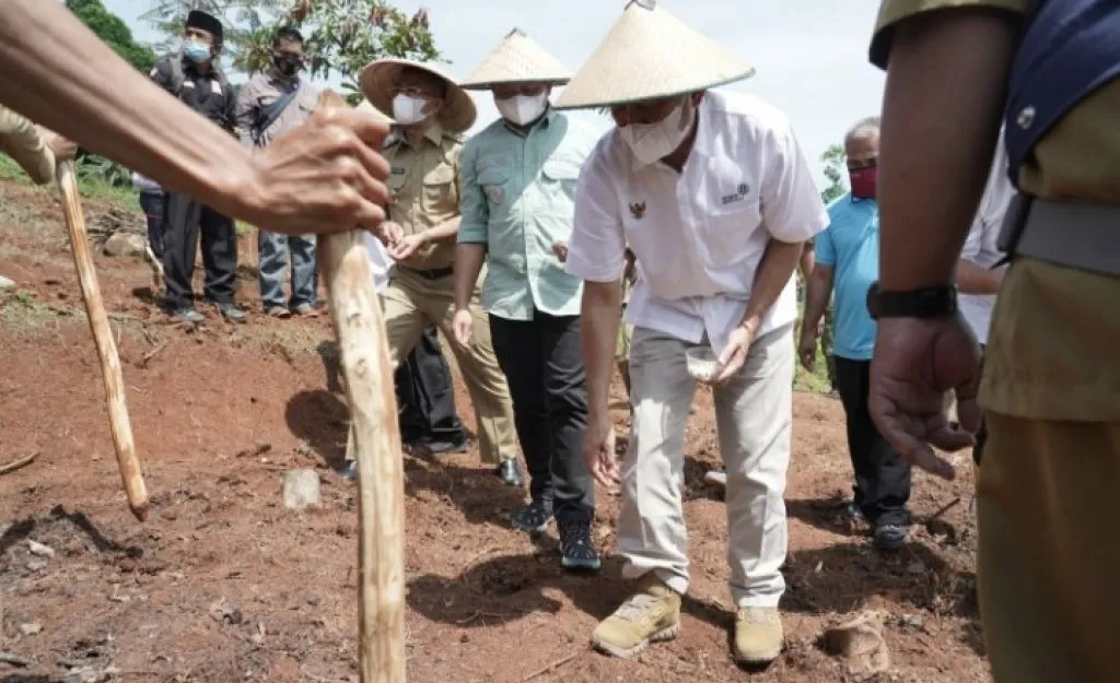 Kacang Koro Pedang Jadi Alternatif Atasi Ketergantungan Impor Kedelai