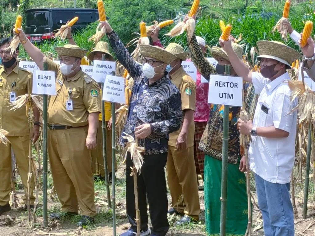 BI Jatim Tingkatkan Produktivitas Panen Jagung di Madura