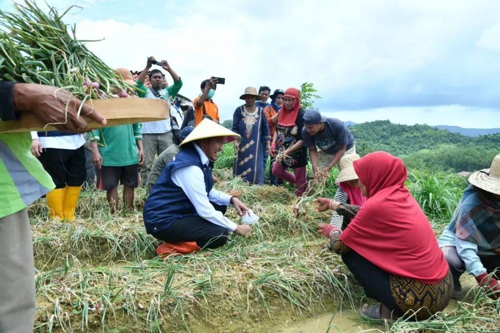 Panen Raya Bawang Merah bersama Petani, Bupati Fauzi Pastikan Harga Stabil
