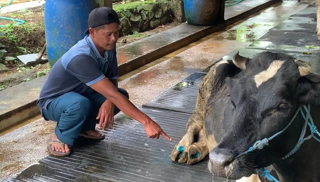 86 Sapi Perah di Pudak Ponorogo Suspek PMK, Per Peternak Rugi Rp 65 Juta