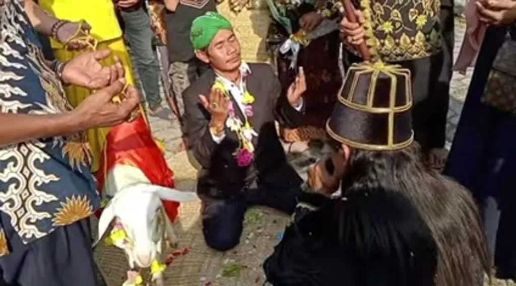 Pernikahan dengan kambing yang bikin heboh.