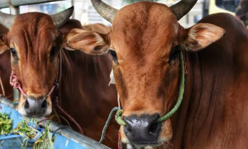 Jelang Idul Adha, Penjual Sapi di Lamongan Lesu