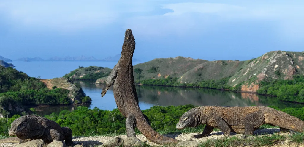 Masuk Taman Nasional Komodo, Wisatawan Harus Bayar Rp 3,75 Juta per Kepala