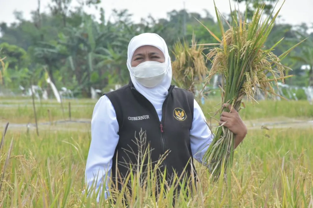 Jelang Sensus Pertanian, Nilai Tukar Petani Jawa Timur Naik 0,68 Persen