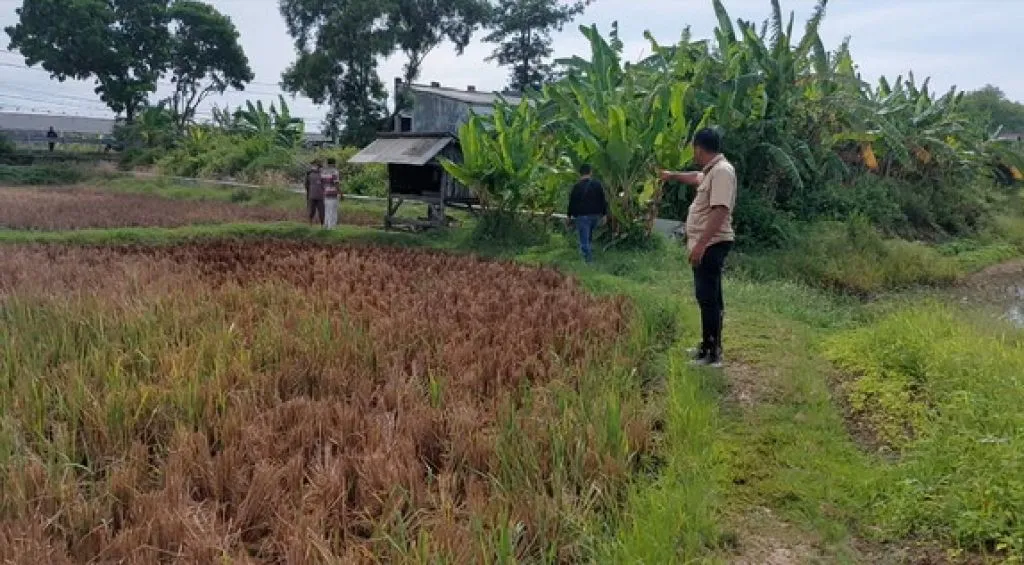 Puluhan hektar sawah milik petani di Desa Brengkok, Kecamatan Brondong, Kabupaten Lamongan, tercemar limbah cair.