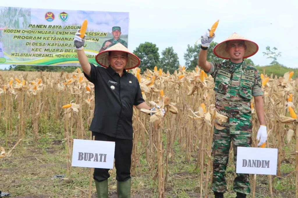 Pj. Bupati Panen Raya Jagung Hibrida di Muara Belida