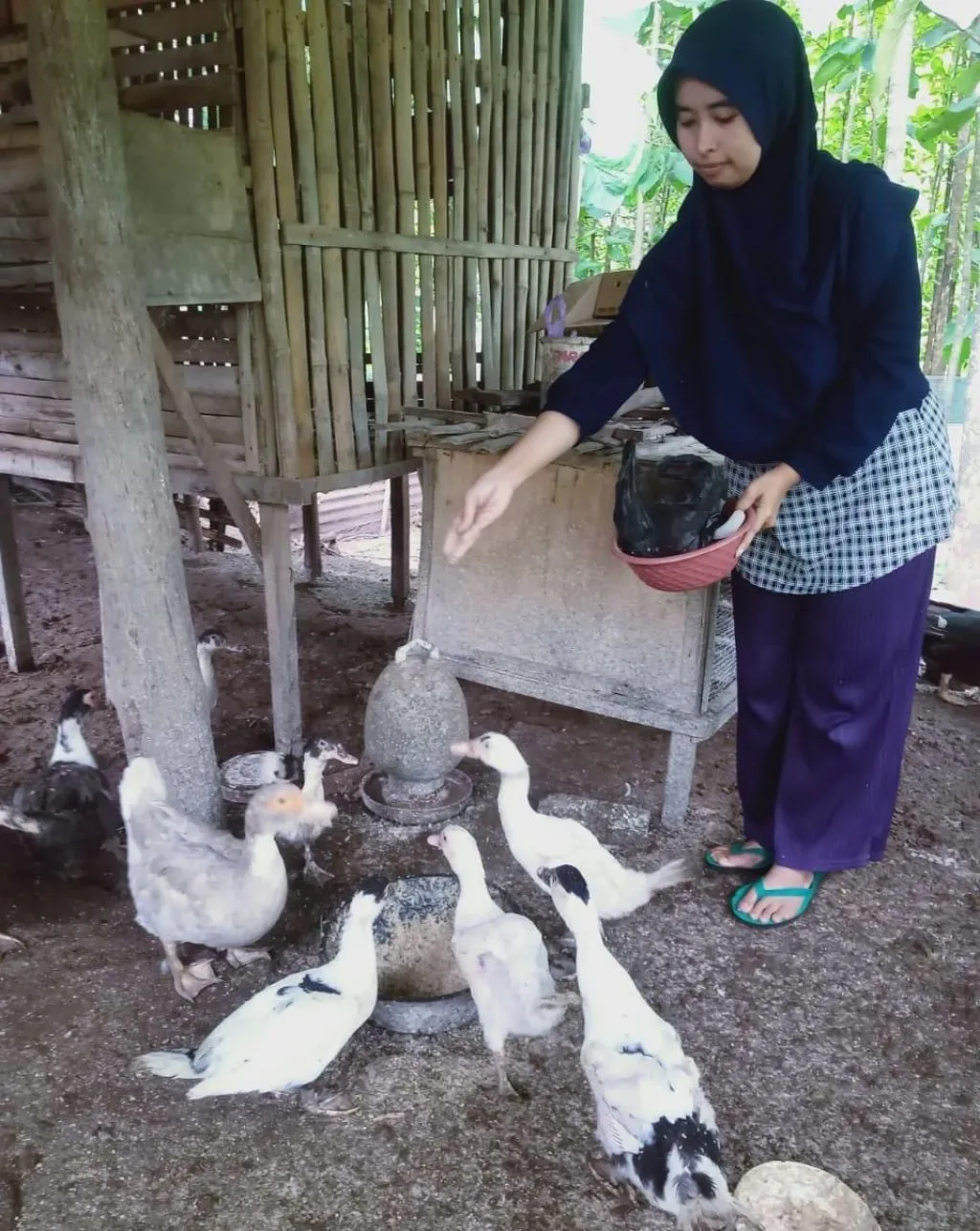 Banyak Diburu Jelang Tahun Baru, Harga Mentok di Ponorogo Selangit