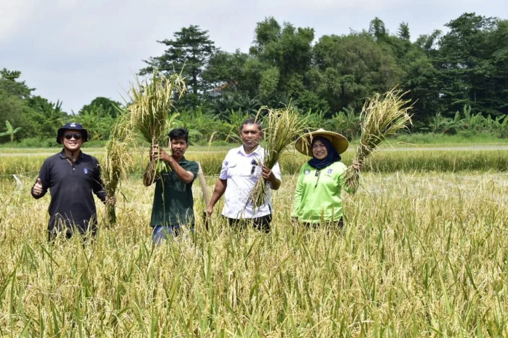 Petani Surabaya Panen 22,4 Ton Padi di Lahan Milik Pemkot
