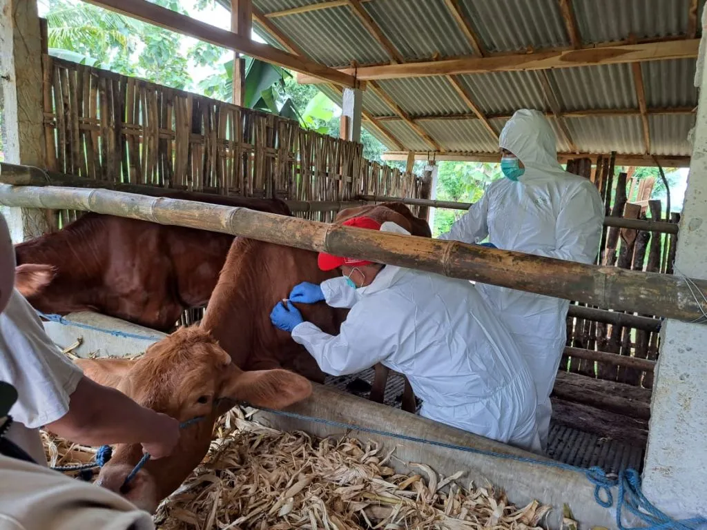 Belum Genap Sebulan, Sapi Terjangkit LSD di Ponorogo Capai 49 Ekor