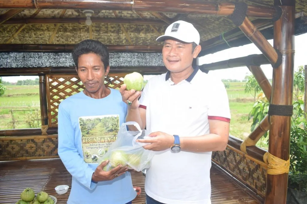 Pertama di Lamongan, Kebun Jambu Diamond Siap Dipanen
