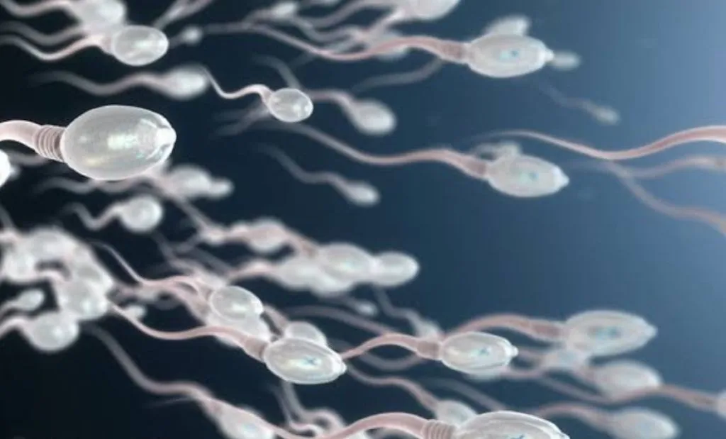 Begini Cara Meningkatkan Kualitas Sperma