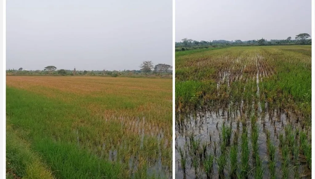 Hektaran Sawah Terserang Hama, Petani di Lamongan Gagal Panen