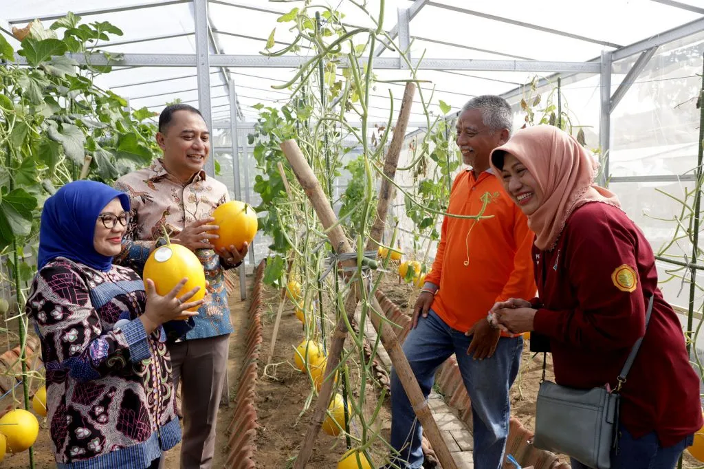 Wali Kota Eri Panen Golden Melon dan Sayur bersama Kelompok Tani Kosagrha Lestari