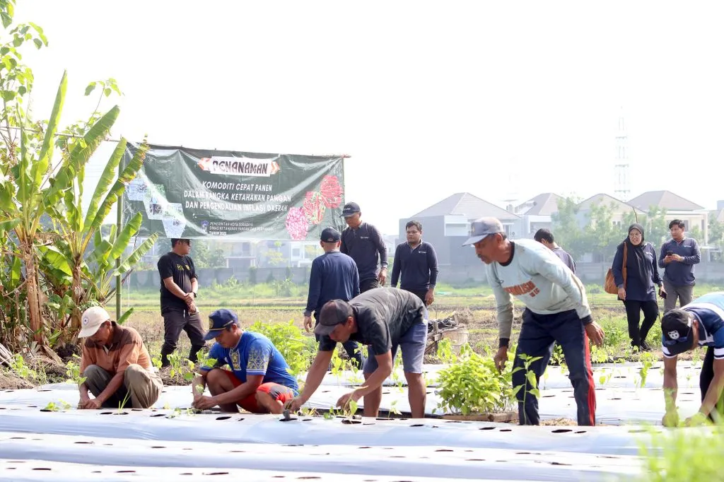 Simbolis, Kepala Bidang Pertanian DKPP Kota Surabaya Rahmad Kodariawan melakukan penanaman bersama para kelompok tani di lahan di Kelurahan Bangkingan Kecamatan Lakarsantri Kota Surabaya, Senin (18/12/2023). 