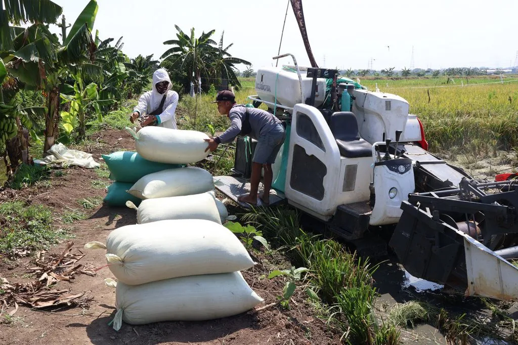 Jaga Ketahanan Pangan, Pemkot Surabaya Panen Padi bersama Poktan Sri Sedono