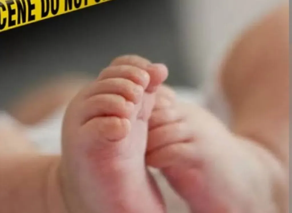 Warga Heboh, Lihat Anjing Bawa Potongan Tubuh Bayi
