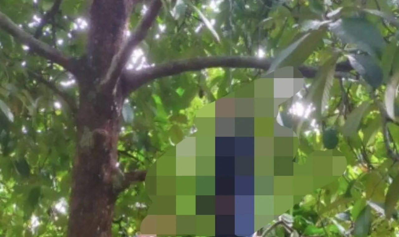 Warga Heboh, Ada Pria Gantung Diri di Kebun Manggis