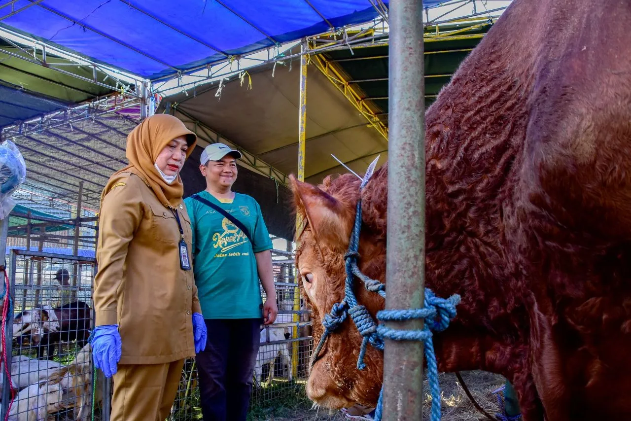 Pemkot Surabaya Lakukan Pengecekan Hewan Kurban, Pastikan Kesehatan dan Miliki Rekomendasi DKPP