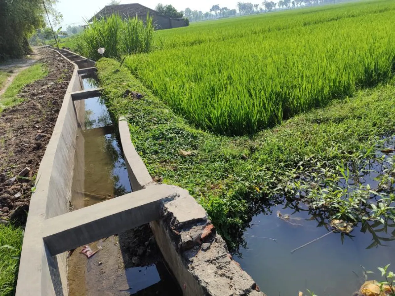 Pembangunan Jaringan Irigasi Dinas Pertanian Jombang Diduga Disubkontrakkan