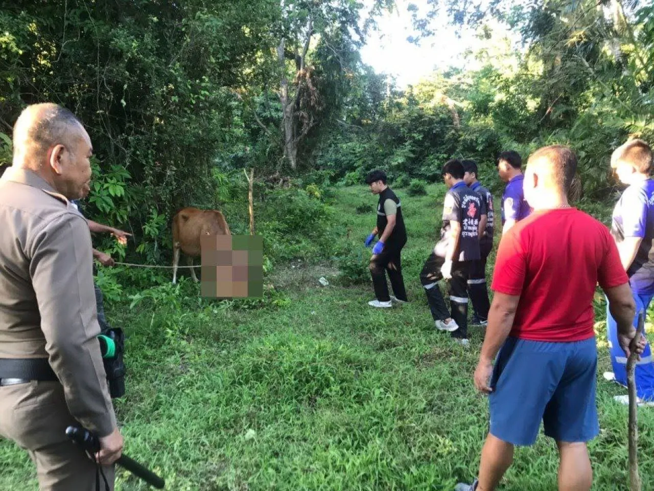Diduga Niat Perkosa Sapi, Pria Ini Malah Ditanduk hingga Diinjak-injak Si Sapi