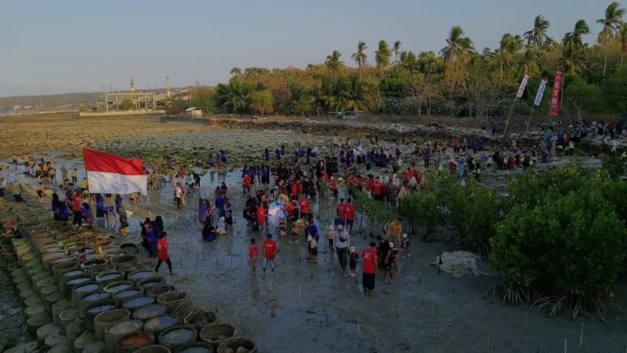 Ratusan Warga Paciran Lamongan, Tanam Ribuan Mangrove di Pesisir Pantai