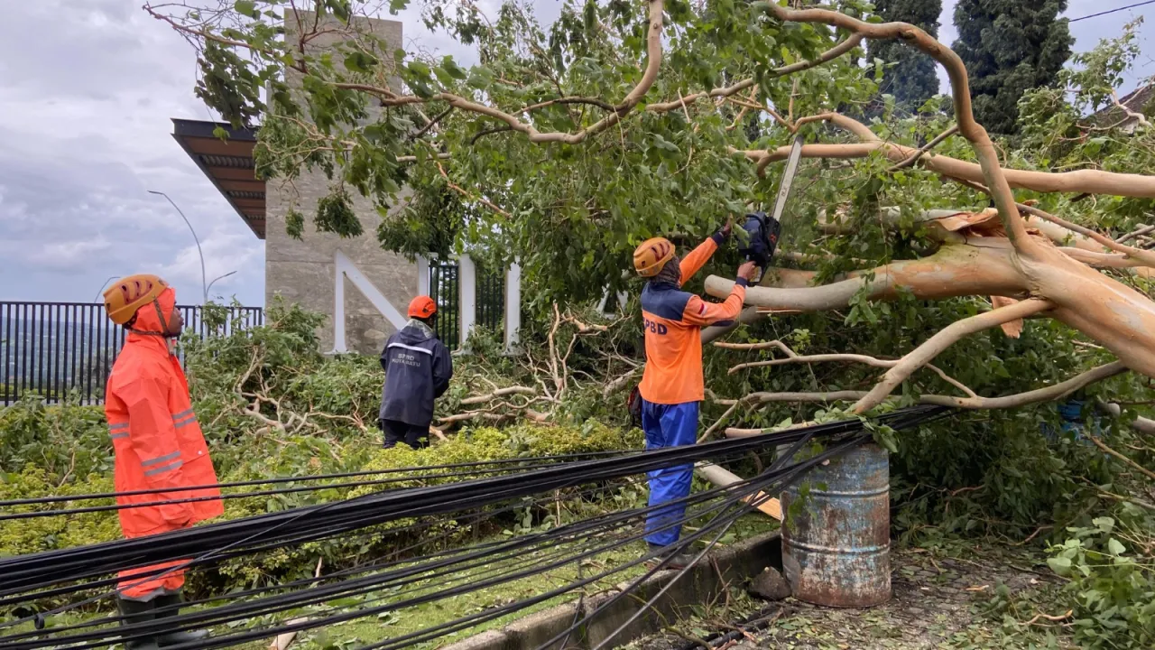 Pohon tumbang di Kota Batu menimpa kabel PLN. Foto: Suprianto