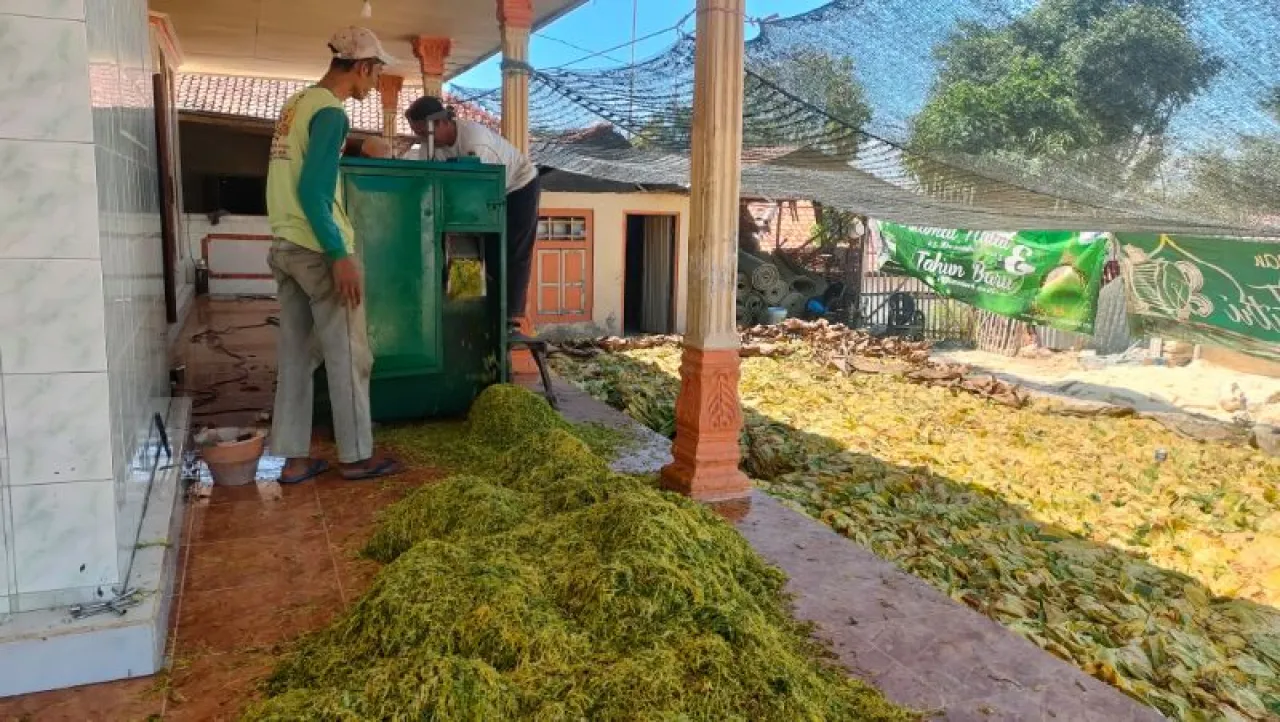 Keberadaan Pabrik Rokok Lokal Dinilai Bisa Stabilkan Harga Tembakau