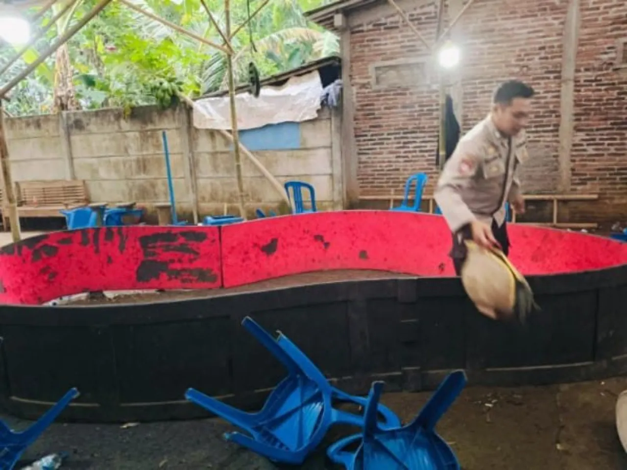 Polisi Bubarkan Arena Sabung Ayam di Cilacap, Pemilik: Biar Ngetren