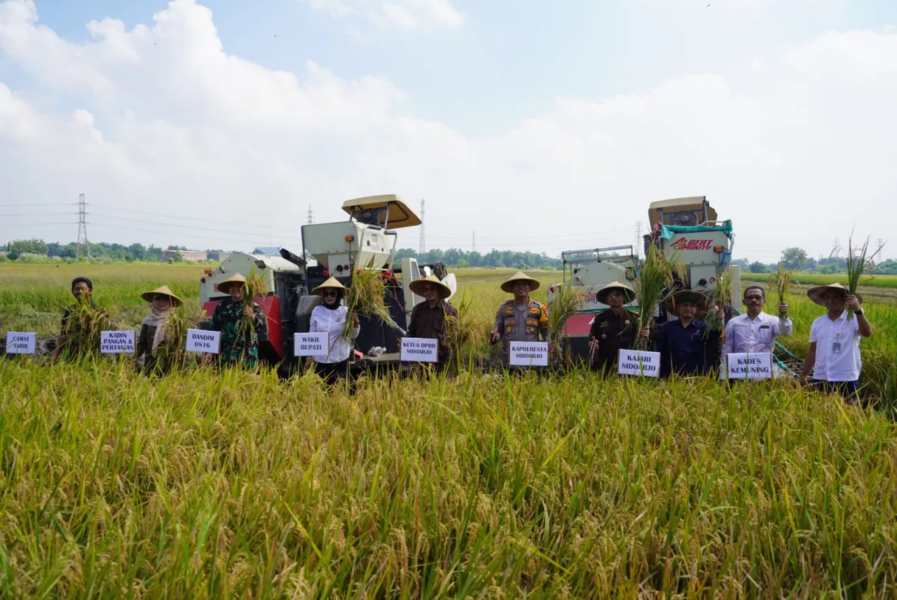 Giat DPRD Bersama Forkopimda Sidoarjo Panen Raya Padi di Desa Kemuning Tarik