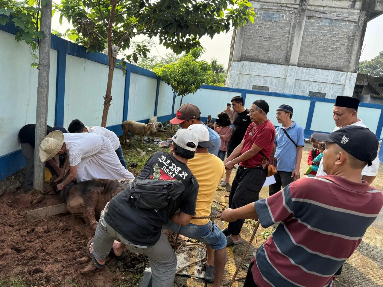 Moment Idul Adha 1446 H, PWI Kabupaten Bogor Sembelih 1 Ekor Sapi dan 7 Ekor Kambing