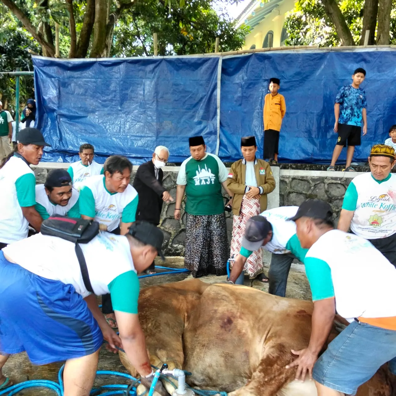 MAJT Semarang Terima dan Salurkan Daging Qurban sebanyak 14 Sapi dan 31 Kambing