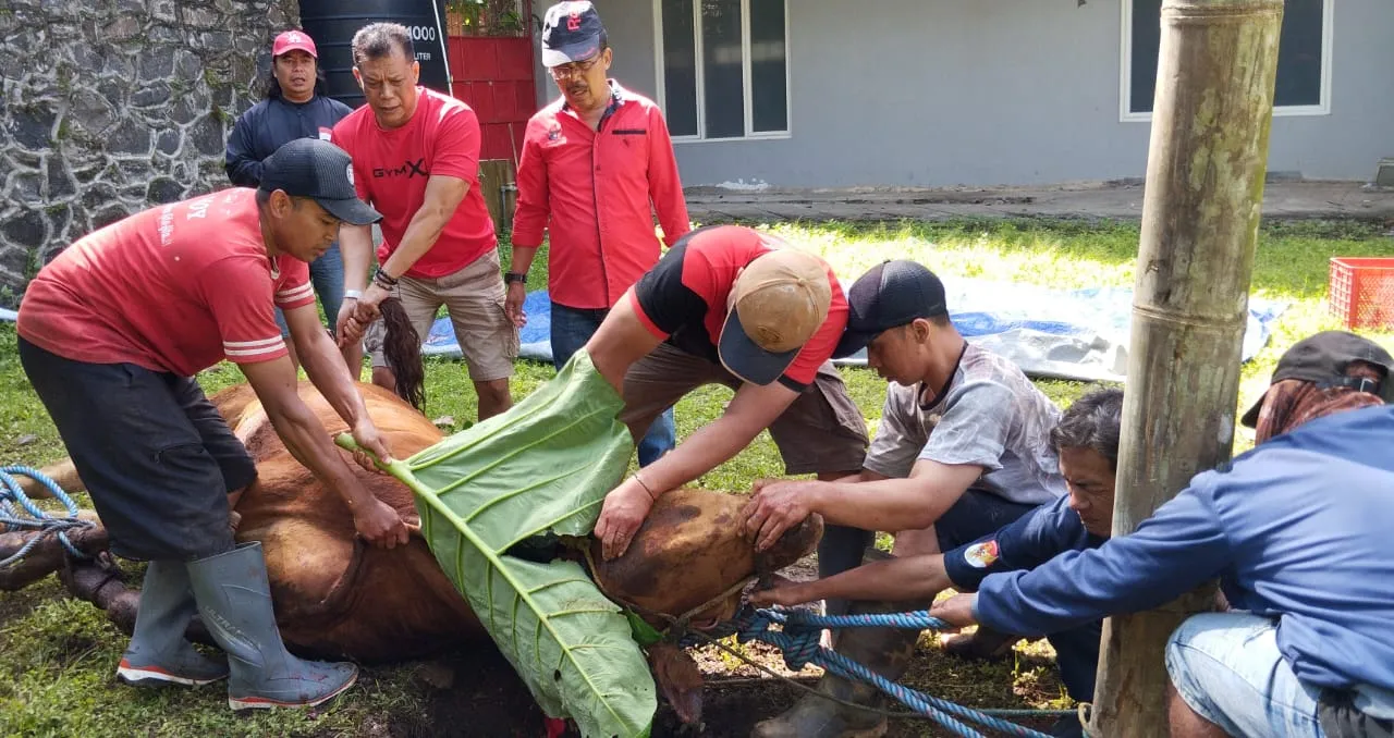 DPC PDI Perjuangan Kota Batu Bagikan 1350 Bungkus Daging Kurban
