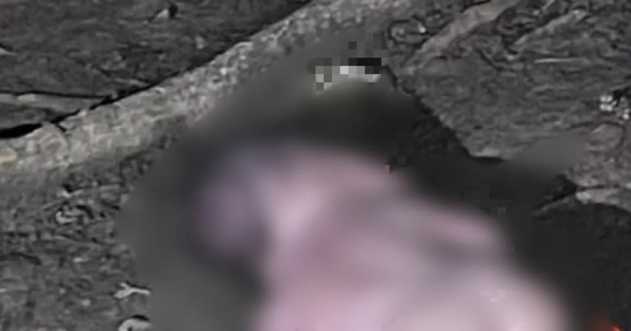 Bayi Laki-laki Dibuang di Pinggir Jalan, Warga Geger Dengar Tangisan di Tengah Malam