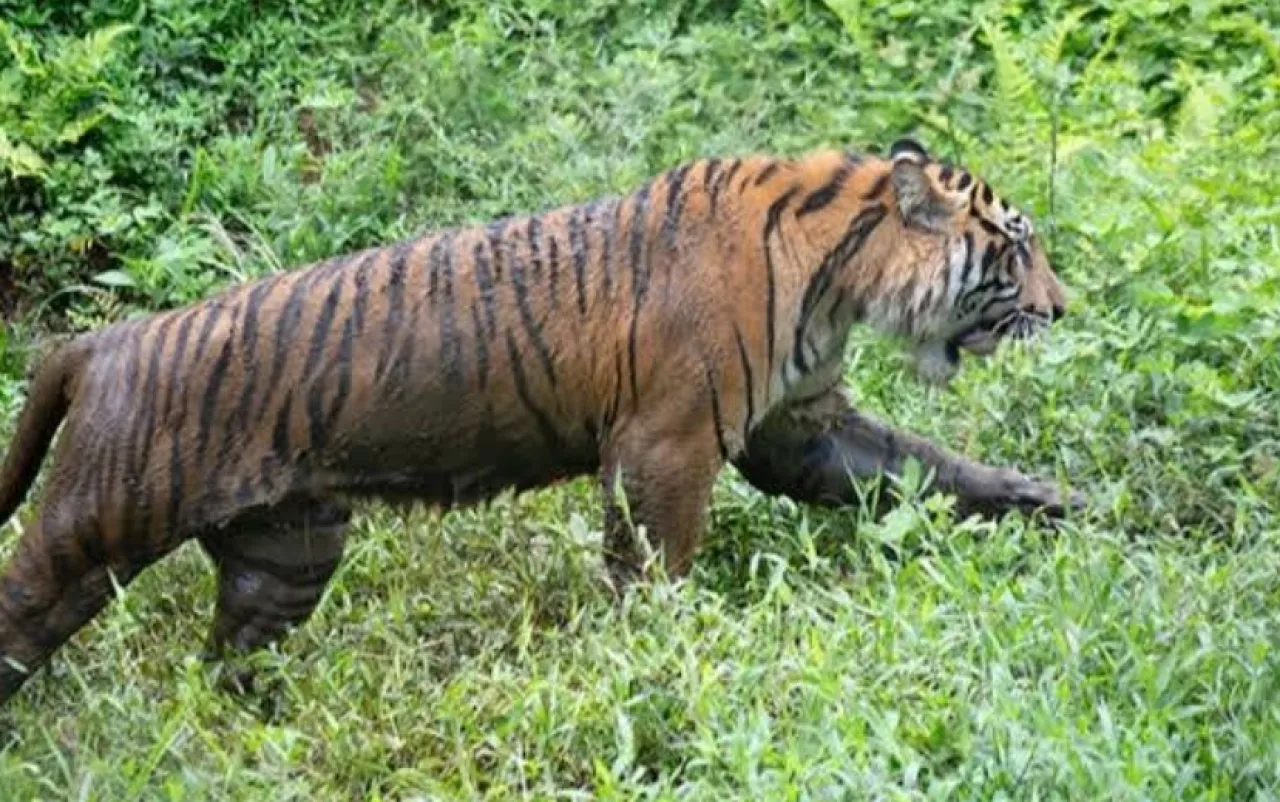 Petani Kopi Ditemukan Tewas, Korban Diduga Dimangsa Harimau