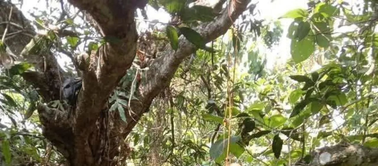 Hilang Sebulan, Seorang Pemuda Ditemukan Tewas Menggantung di Hutan Jatiduwur 