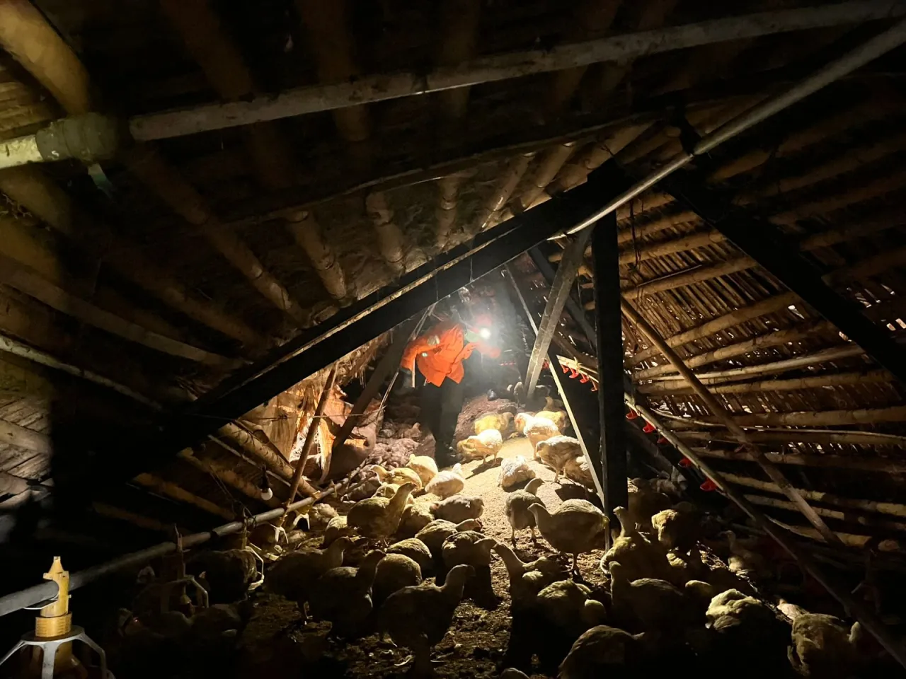 Pekerja yang Tertimbun Bangunan Kandang Ayam di Brebes Ditemukan Meninggal