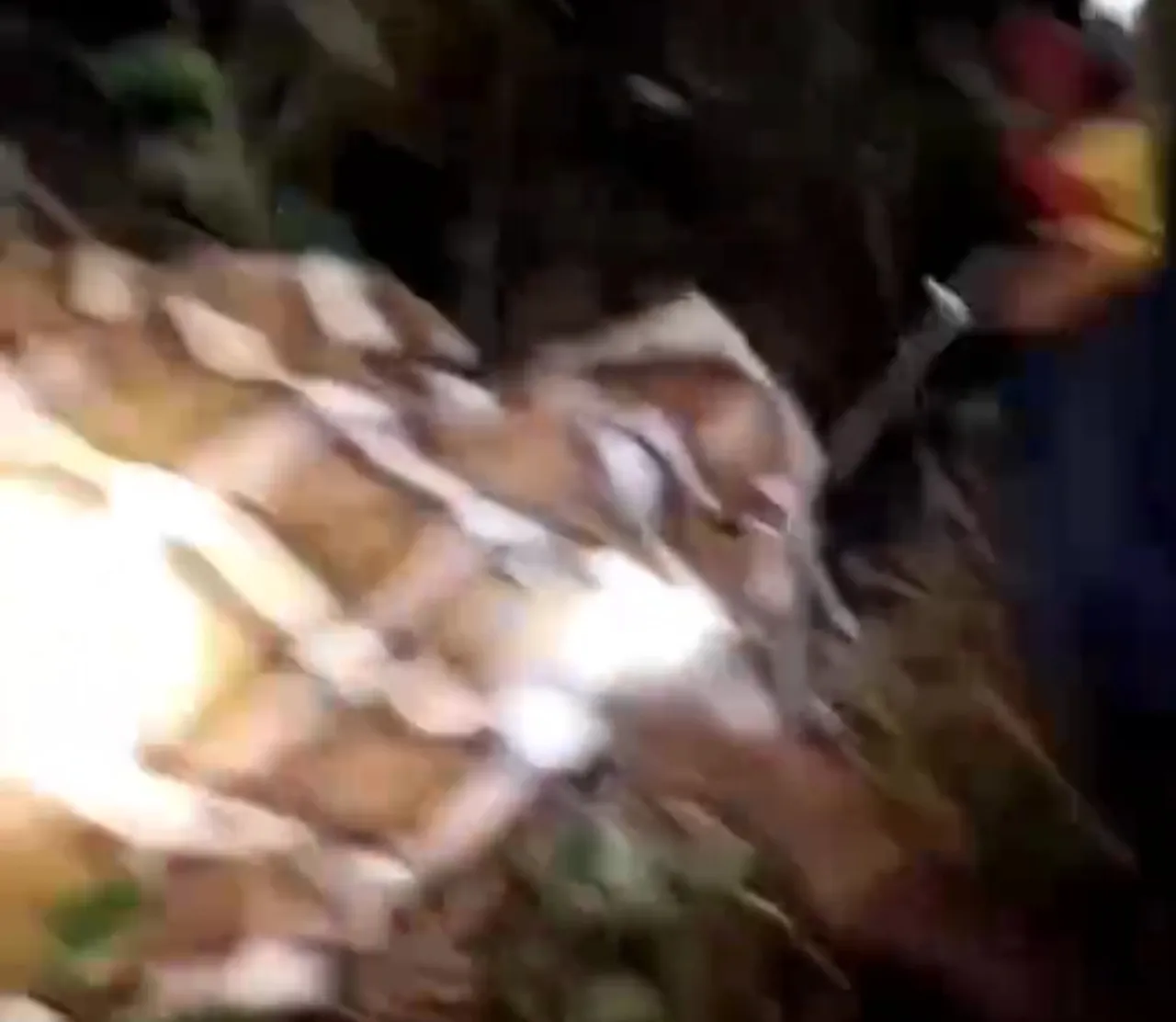Berkebun Sendirian, Petani Tewas Diserang Harimau
