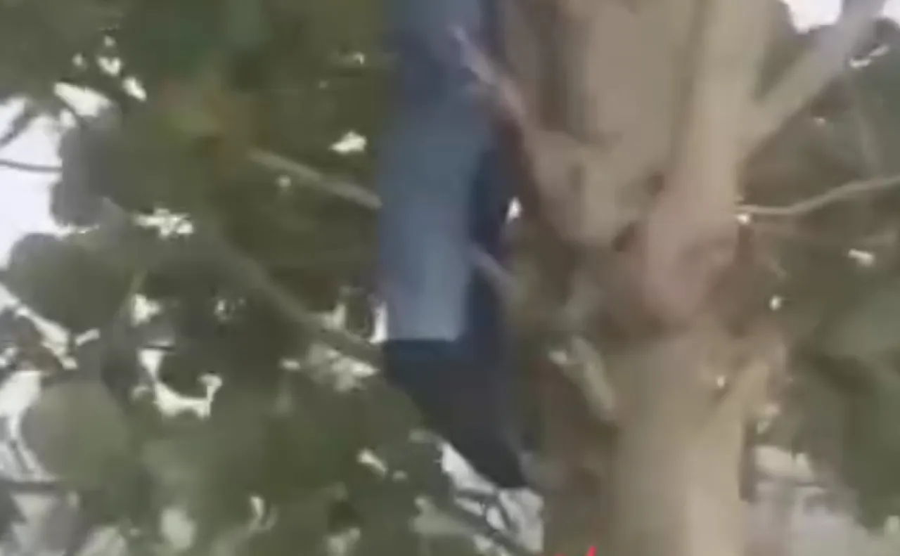 Diduga Depresi, Remaja di Cianjur Akhiri Hidup di Kebun Teh