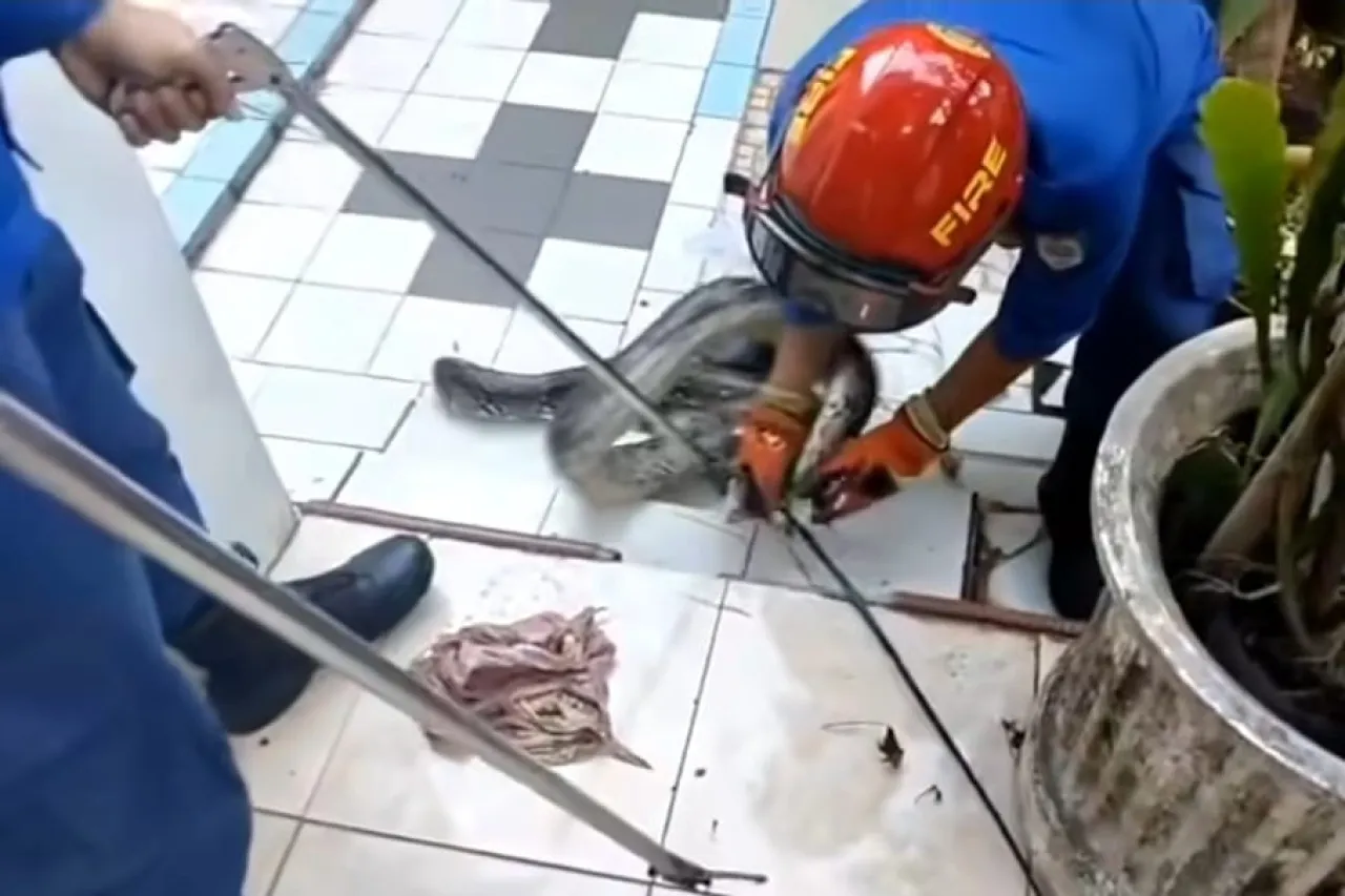 Warga Depok Digigit Ular saat Coba Evakuasi Mandiri, Damkar Depok Beri Imbauan Ini