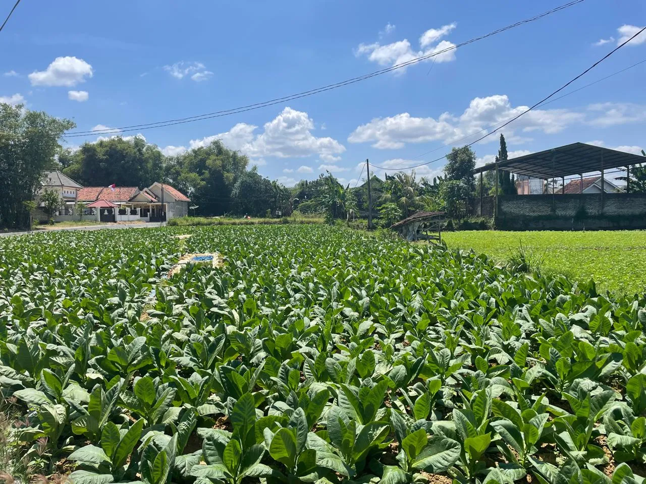 Pemkab Sumenep Naikkan TIHT Tembakau 2025, Dorong Kesejahteraan Petani